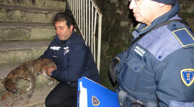Cosenza: Polizia Provinciale denuncia un uomo per maltrattamento di animali